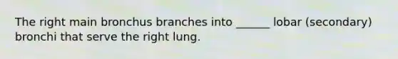 The right main bronchus branches into ______ lobar (secondary) bronchi that serve the right lung.