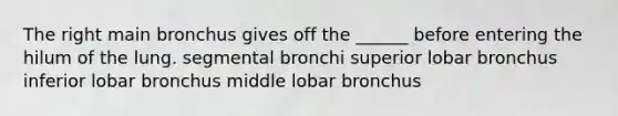 The right main bronchus gives off the ______ before entering the hilum of the lung. segmental bronchi superior lobar bronchus inferior lobar bronchus middle lobar bronchus