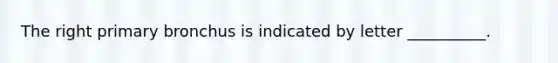 The right primary bronchus is indicated by letter __________.