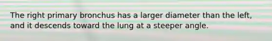 The right primary bronchus has a larger diameter than the left, and it descends toward the lung at a steeper angle.