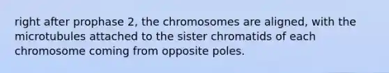 right after prophase 2, the chromosomes are aligned, with the microtubules attached to the sister chromatids of each chromosome coming from opposite poles.