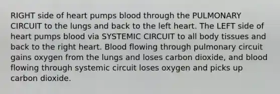 RIGHT side of heart pumps blood through the PULMONARY CIRCUIT to the lungs and back to the left heart. The LEFT side of heart pumps blood via SYSTEMIC CIRCUIT to all body tissues and back to the right heart. Blood flowing through pulmonary circuit gains oxygen from the lungs and loses carbon dioxide, and blood flowing through systemic circuit loses oxygen and picks up carbon dioxide.