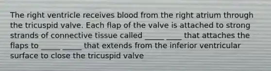 The right ventricle receives blood from the right atrium through the tricuspid valve. Each flap of the valve is attached to strong strands of connective tissue called _____ ____ that attaches the flaps to _____ _____ that extends from the inferior ventricular surface to close the tricuspid valve