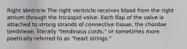 Right Ventricle The right ventricle receives blood from the right atrium through the tricuspid valve. Each flap of the valve is attached to strong strands of connective tissue, the chordae tendineae, literally "tendinous cords," or sometimes more poetically referred to as "heart strings."