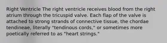 Right Ventricle The right ventricle receives blood from the right atrium through the tricuspid valve. Each flap of the valve is attached to strong strands of <a href='https://www.questionai.com/knowledge/kYDr0DHyc8-connective-tissue' class='anchor-knowledge'>connective tissue</a>, the chordae tendineae, literally "tendinous cords," or sometimes more poetically referred to as "heart strings."