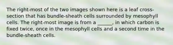 The right-most of the two images shown here is a leaf cross-section that has bundle-sheath cells surrounded by mesophyll cells. The right-most image is from a ______, in which carbon is fixed twice, once in the mesophyll cells and a second time in the bundle-sheath cells.