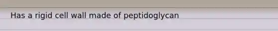 Has a rigid cell wall made of peptidoglycan