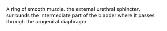 A ring of smooth muscle, the external urethral sphincter, surrounds the intermediate part of the bladder where it passes through the urogenital diaphragm