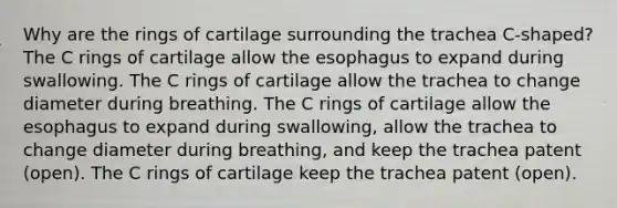 Why are the rings of cartilage surrounding the trachea C-shaped? The C rings of cartilage allow the esophagus to expand during swallowing. The C rings of cartilage allow the trachea to change diameter during breathing. The C rings of cartilage allow the esophagus to expand during swallowing, allow the trachea to change diameter during breathing, and keep the trachea patent (open). The C rings of cartilage keep the trachea patent (open).