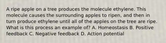 A ripe apple on a tree produces the molecule ethylene. This molecule causes the surrounding apples to ripen, and then in turn produce ethylene until all of the apples on the tree are ripe. What is this process an example of? A. Homeostasis B. Positive feedback C. Negative feedback D. Action potential