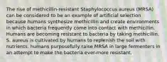 The rise of methicillin-resistant Staphylococcus aureus (MRSA) can be considered to be an example of artificial selection because humans synthesize methicillin and create environments in which bacteria frequently come into contact with methicillin. Humans are becoming resistant to bacteria by taking methicillin. S. aureus is cultivated by humans to replenish the soil with nutrients. humans purposefully raise MRSA in large fermenters in an attempt to make the bacteria ever-more resistant.