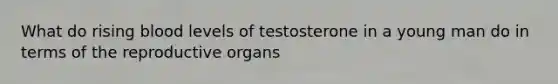 What do rising blood levels of testosterone in a young man do in terms of the reproductive organs