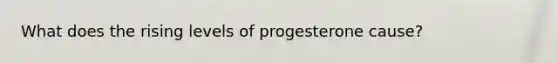 What does the rising levels of progesterone cause?