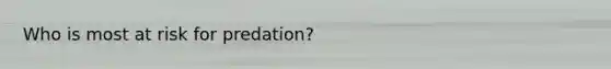 Who is most at risk for predation?