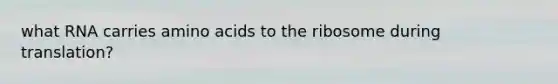 what RNA carries amino acids to the ribosome during translation?