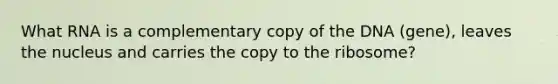 What RNA is a complementary copy of the DNA (gene), leaves the nucleus and carries the copy to the ribosome?