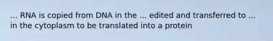 ... RNA is copied from DNA in the ... edited and transferred to ... in the cytoplasm to be translated into a protein