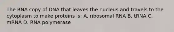 The RNA copy of DNA that leaves the nucleus and travels to the cytoplasm to make proteins is: A. ribosomal RNA B. tRNA C. mRNA D. RNA polymerase