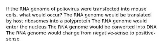 If the RNA genome of poliovirus were transfected into mouse cells, what would occur? The RNA genome would be translated by host ribosomes into a polyprotein The RNA genome would enter the nucleus The RNA genome would be converted into DNA The RNA genome would change from negative-sense to positive-sense