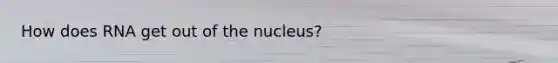 How does RNA get out of the nucleus?