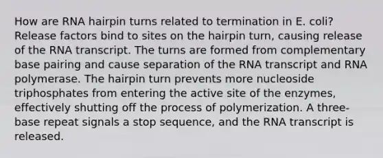 How are RNA hairpin turns related to termination in E. coli? Release factors bind to sites on the hairpin turn, causing release of the RNA transcript. The turns are formed from complementary base pairing and cause separation of the RNA transcript and RNA polymerase. The hairpin turn prevents more nucleoside triphosphates from entering the active site of the enzymes, effectively shutting off the process of polymerization. A three-base repeat signals a stop sequence, and the RNA transcript is released.