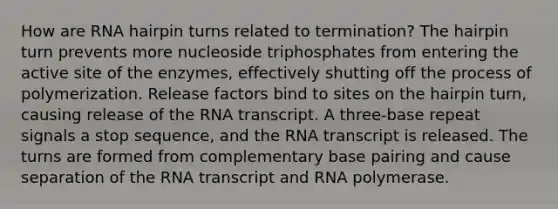 How are RNA hairpin turns related to termination? The hairpin turn prevents more nucleoside triphosphates from entering the active site of the enzymes, effectively shutting off the process of polymerization. Release factors bind to sites on the hairpin turn, causing release of the RNA transcript. A three-base repeat signals a stop sequence, and the RNA transcript is released. The turns are formed from complementary base pairing and cause separation of the RNA transcript and RNA polymerase.