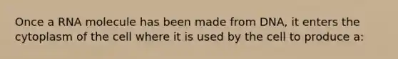 Once a RNA molecule has been made from DNA, it enters the cytoplasm of the cell where it is used by the cell to produce a: