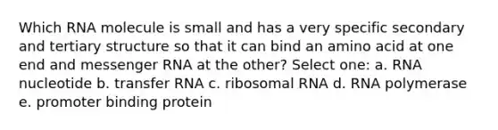 Which RNA molecule is small and has a very specific secondary and tertiary structure so that it can bind an amino acid at one end and messenger RNA at the other? Select one: a. RNA nucleotide b. transfer RNA c. ribosomal RNA d. RNA polymerase e. promoter binding protein