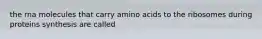 the rna molecules that carry amino acids to the ribosomes during proteins synthesis are called