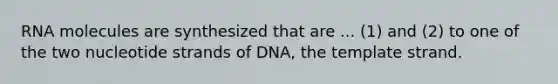 RNA molecules are synthesized that are ... (1) and (2) to one of the two nucleotide strands of DNA, the template strand.