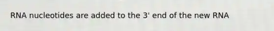 RNA nucleotides are added to the 3' end of the new RNA