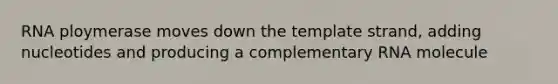 RNA ploymerase moves down the template strand, adding nucleotides and producing a complementary RNA molecule