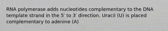 RNA polymerase adds nucleotides complementary to the DNA template strand in the 5′ to 3′ direction. Uracil (U) is placed complementary to adenine (A)