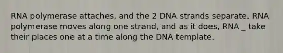 RNA polymerase attaches, and the 2 DNA strands separate. RNA polymerase moves along one strand, and as it does, RNA _ take their places one at a time along the DNA template.