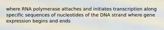 where RNA polymerase attaches and initiates transcription along specific sequences of nucleotides of the DNA strand where <a href='https://www.questionai.com/knowledge/kFtiqWOIJT-gene-expression' class='anchor-knowledge'>gene expression</a> begins and ends