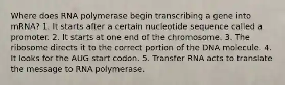 Where does RNA polymerase begin transcribing a gene into mRNA? 1. It starts after a certain nucleotide sequence called a promoter. 2. It starts at one end of the chromosome. 3. The ribosome directs it to the correct portion of the DNA molecule. 4. It looks for the AUG start codon. 5. Transfer RNA acts to translate the message to RNA polymerase.