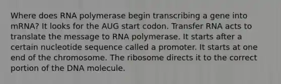 Where does RNA polymerase begin transcribing a gene into mRNA? It looks for the AUG start codon. Transfer RNA acts to translate the message to RNA polymerase. It starts after a certain nucleotide sequence called a promoter. It starts at one end of the chromosome. The ribosome directs it to the correct portion of the DNA molecule.