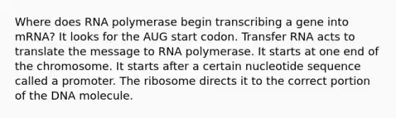 Where does RNA polymerase begin transcribing a gene into mRNA? It looks for the AUG start codon. Transfer RNA acts to translate the message to RNA polymerase. It starts at one end of the chromosome. It starts after a certain nucleotide sequence called a promoter. The ribosome directs it to the correct portion of the DNA molecule.