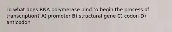 To what does RNA polymerase bind to begin the process of transcription? A) promoter B) structural gene C) codon D) anticodon