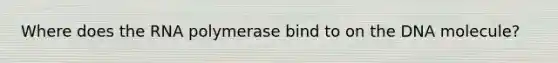 Where does the RNA polymerase bind to on the DNA molecule?