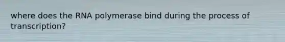 where does the RNA polymerase bind during the process of transcription?