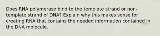 Does RNA polymerase bind to the template strand or non-template strand of DNA? Explain why this makes sense for creating RNA that contains the needed information contained in the DNA molecule.