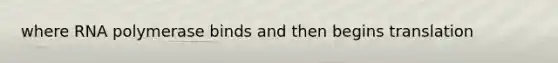 where RNA polymerase binds and then begins translation