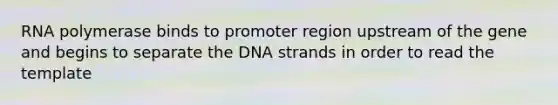 RNA polymerase binds to promoter region upstream of the gene and begins to separate the DNA strands in order to read the template