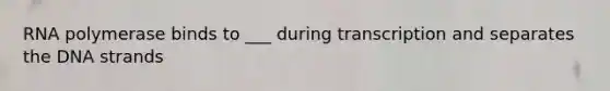 RNA polymerase binds to ___ during transcription and separates the DNA strands