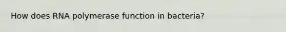 How does RNA polymerase function in bacteria?