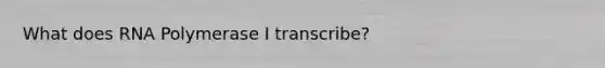 What does RNA Polymerase I transcribe?