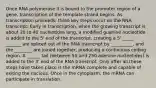 Once RNA polymerase II is bound to the promoter region of a gene, transcription of the template strand begins. As transcription proceeds, three key steps occur on the RNA transcript: Early in transcription, when the growing transcript is about 20 to 40 nucleotides long, a modified guanine nucleotide is added to the 5' end of the transcript, creating a 5' _____. _______ are spliced out of the RNA transcript by __________, and the ________ are joined together, producing a continuous coding region. A ______ tail (between 50 and 250 adenine nucleotides) is added to the 3' end of the RNA transcript. Only after all these steps have taken place is the mRNA complete and capable of exiting the nucleus. Once in the cytoplasm, the mRNA can participate in translation.