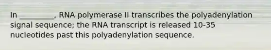 In _________, RNA polymerase II transcribes the polyadenylation signal sequence; the RNA transcript is released 10-35 nucleotides past this polyadenylation sequence.