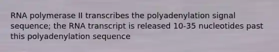 RNA polymerase II transcribes the polyadenylation signal sequence; the RNA transcript is released 10-35 nucleotides past this polyadenylation sequence